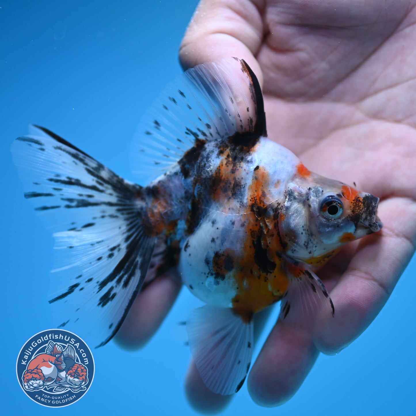 Calico Long Tail Ryukin 3 inches Body (250606_RY05)