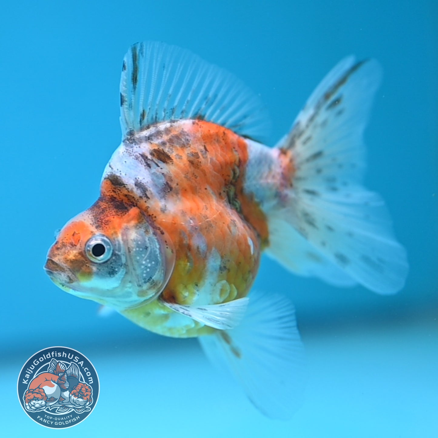 Calico Long Tail Ryukin 3 inches Body (250606_RY07)