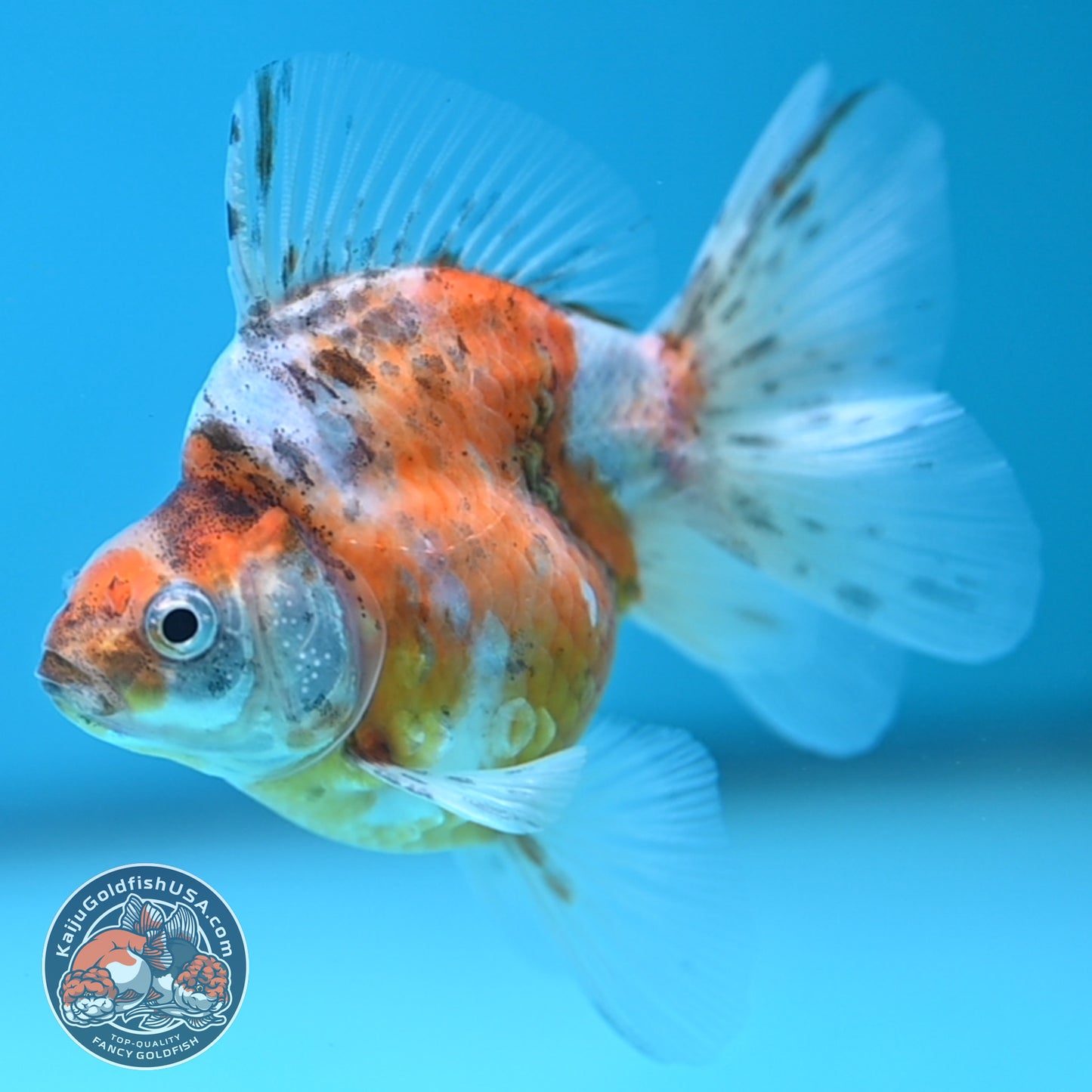 Calico Long Tail Ryukin 3 inches Body (250606_RY07)