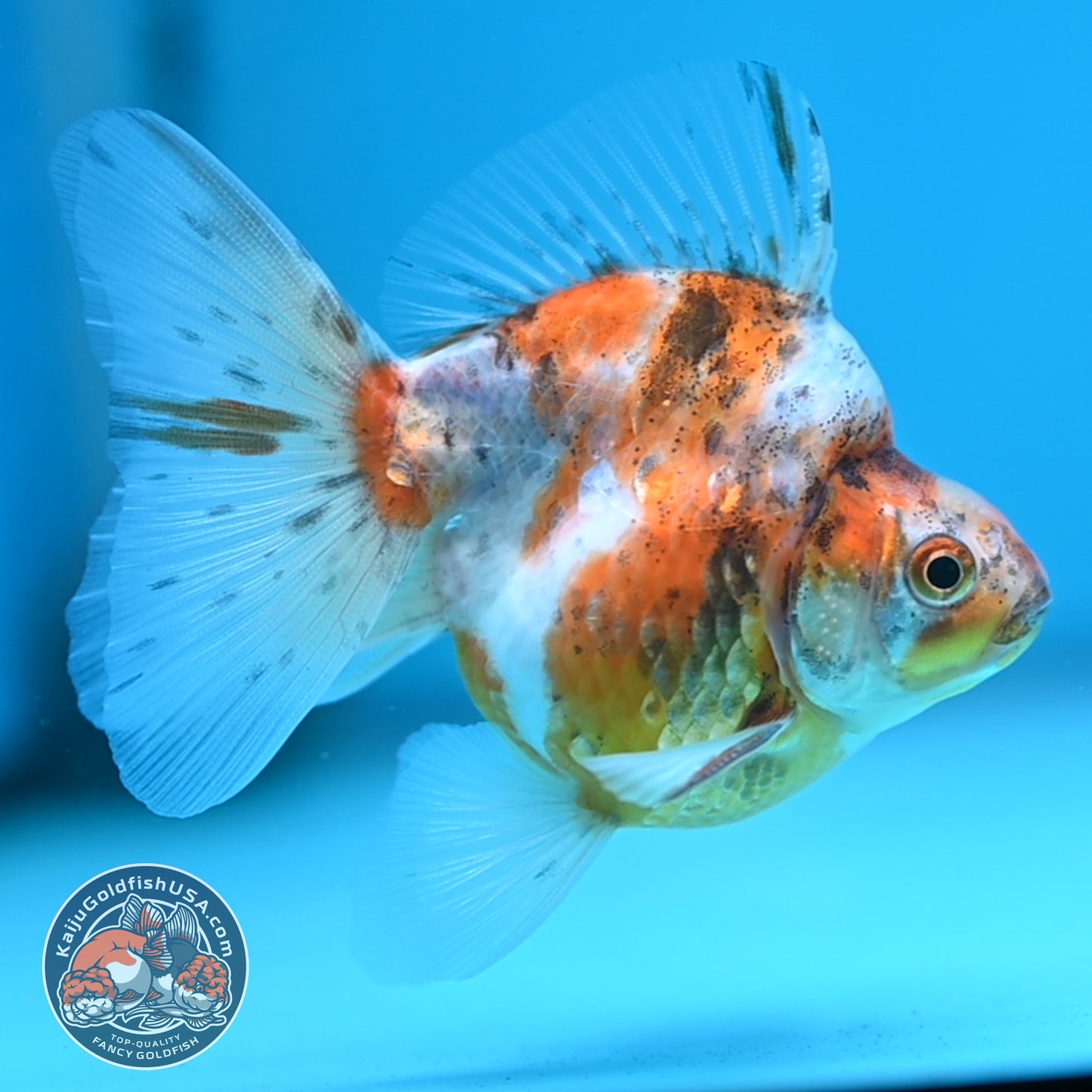 Calico Long Tail Ryukin 3 inches Body (250606_RY07)
