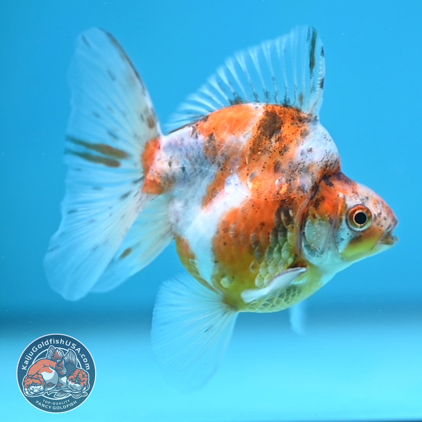 Calico Long Tail Ryukin 3 inches Body (250606_RY07)