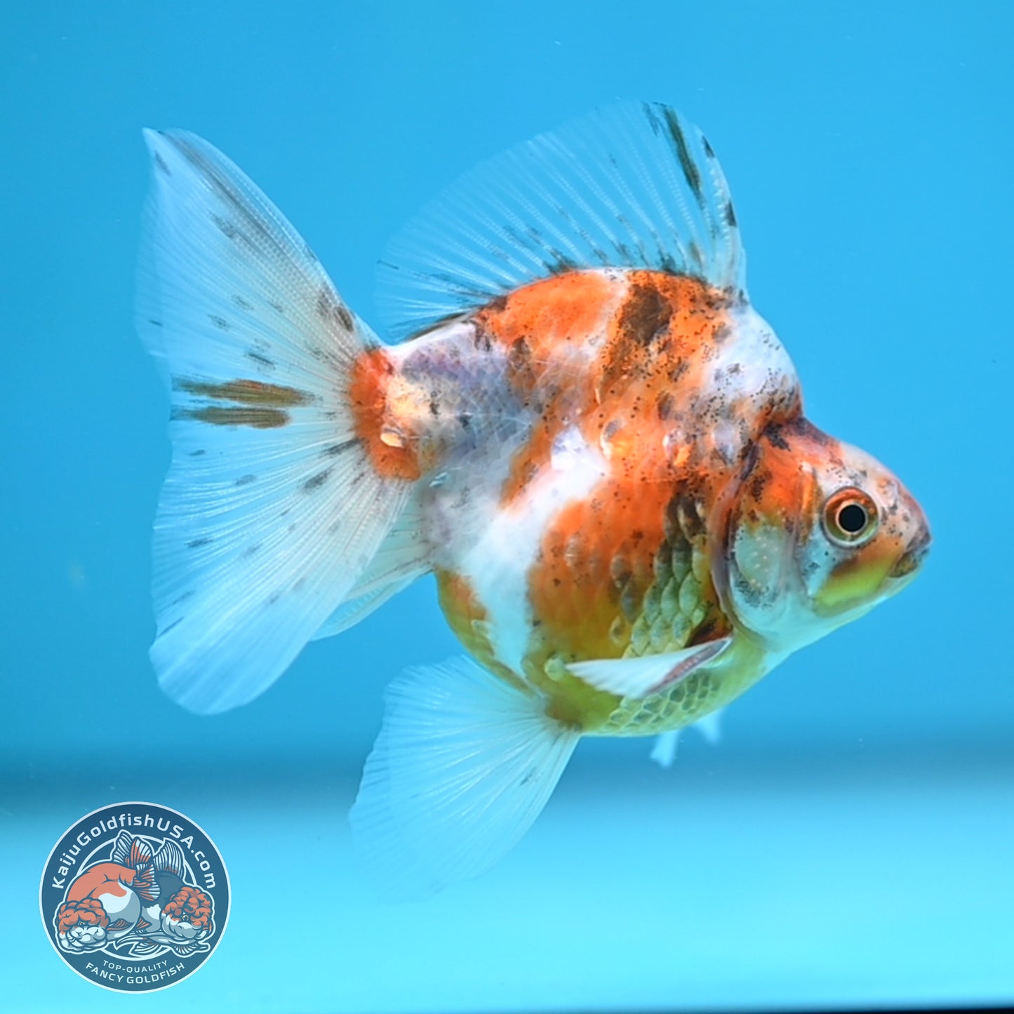 Calico Long Tail Ryukin 3 inches Body (250606_RY07)