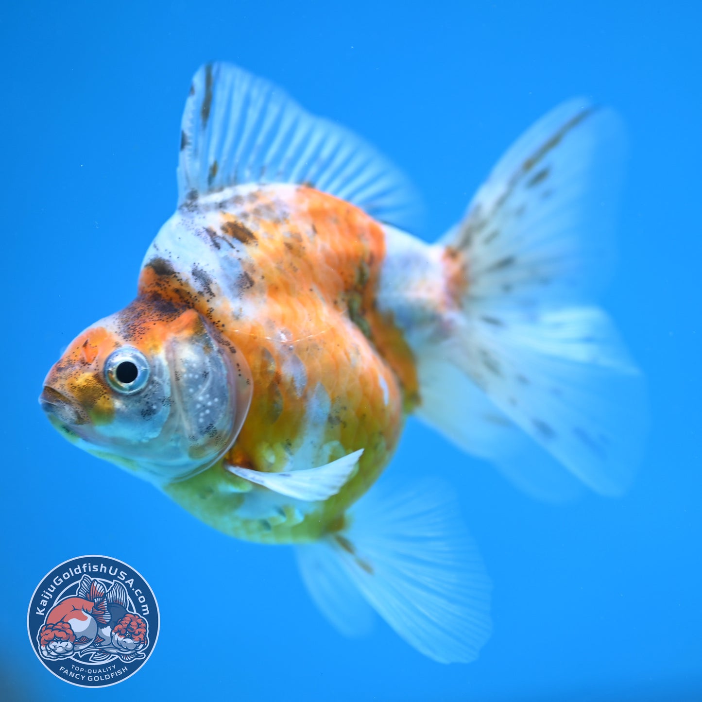 Calico Long Tail Ryukin 3 inches Body (250606_RY07)