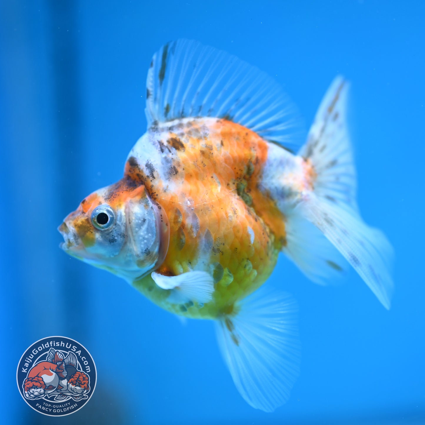 Calico Long Tail Ryukin 3 inches Body (250606_RY07)
