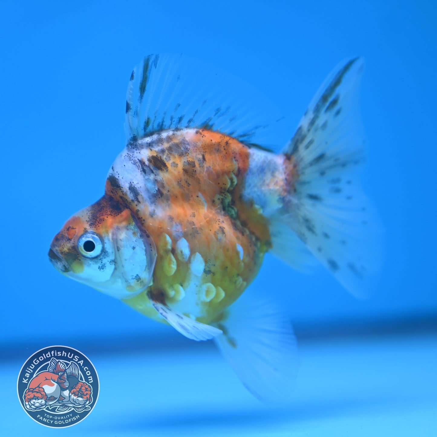 Calico Long Tail Ryukin 3 inches Body (250606_RY07)