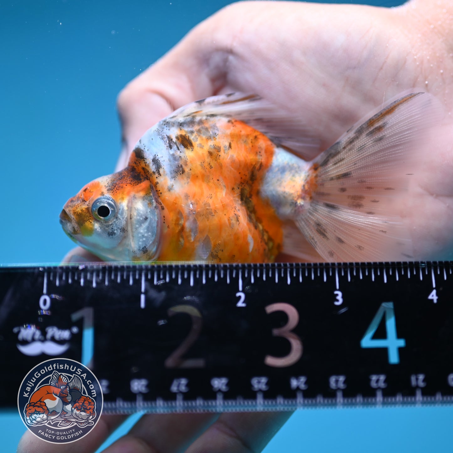 Calico Long Tail Ryukin 3 inches Body (250606_RY07)