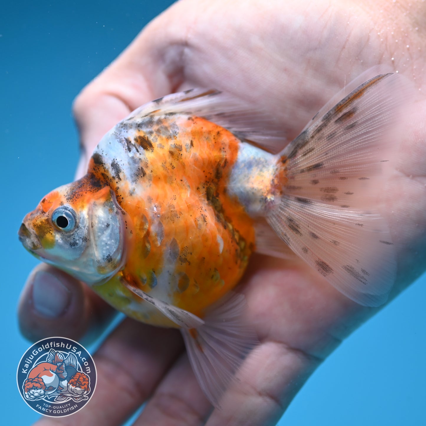 Calico Long Tail Ryukin 3 inches Body (250606_RY07)