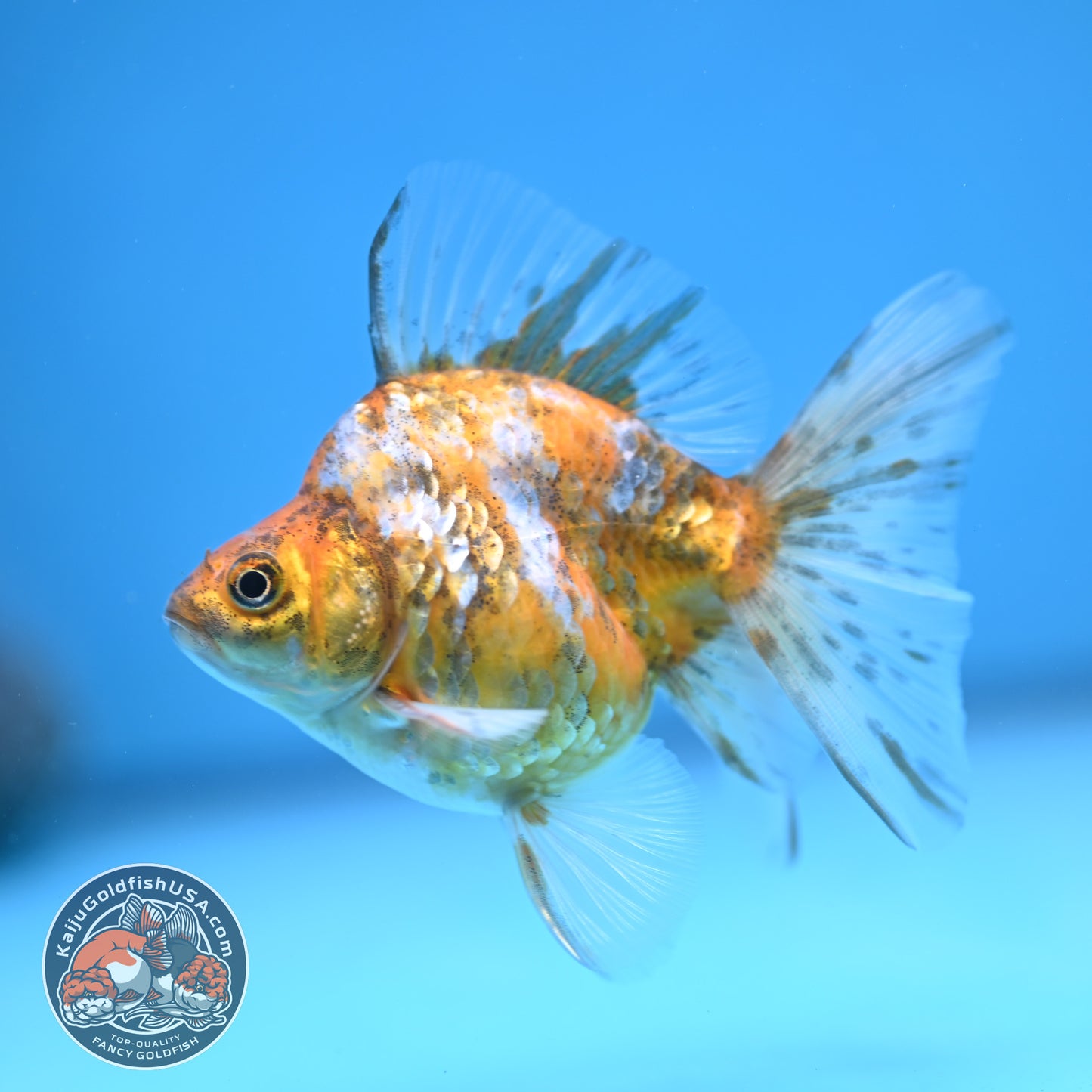 Calico Long Tail Ryukin 3 inches Body (250606_RY08)
