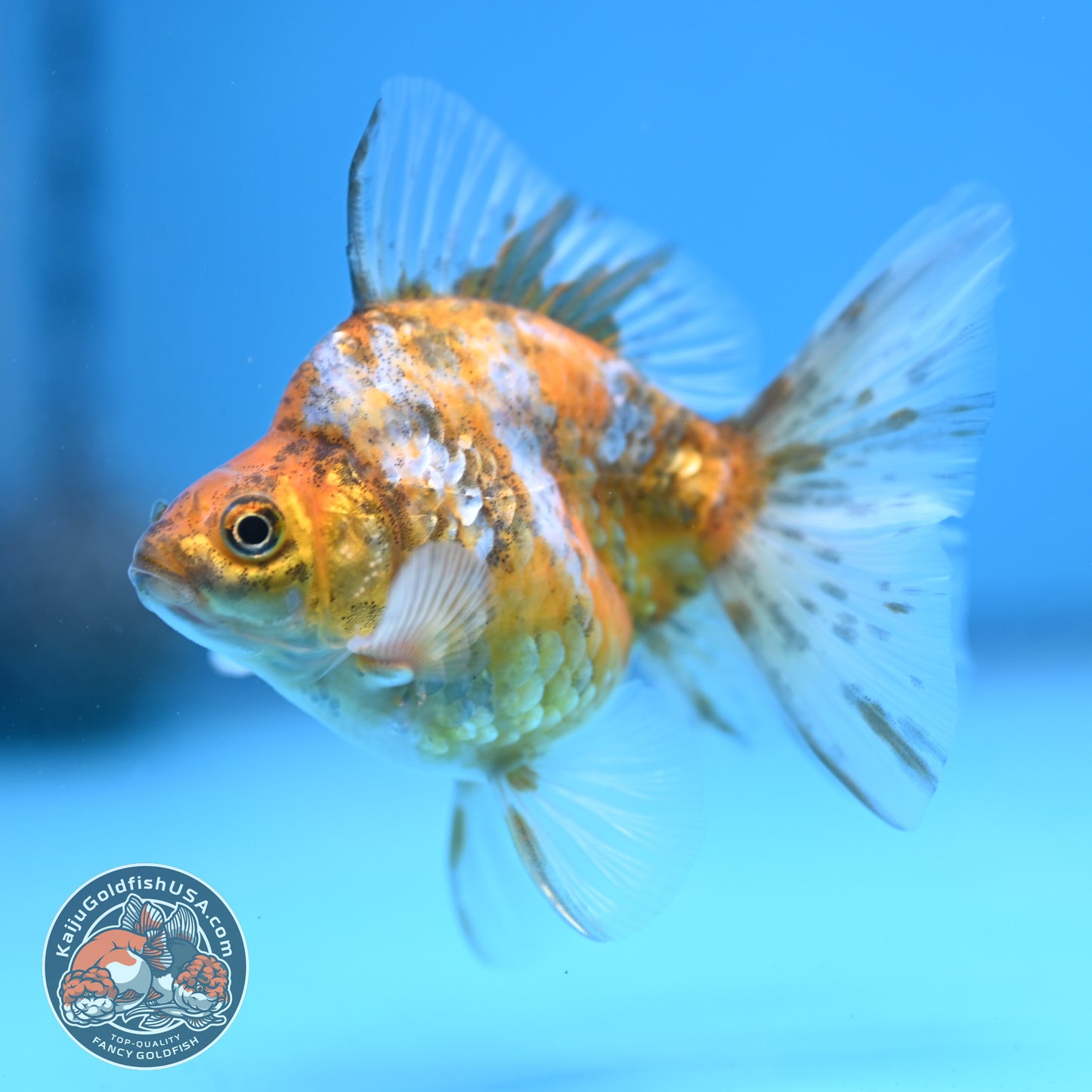 Calico Long Tail Ryukin 3 inches Body (250606_RY08)