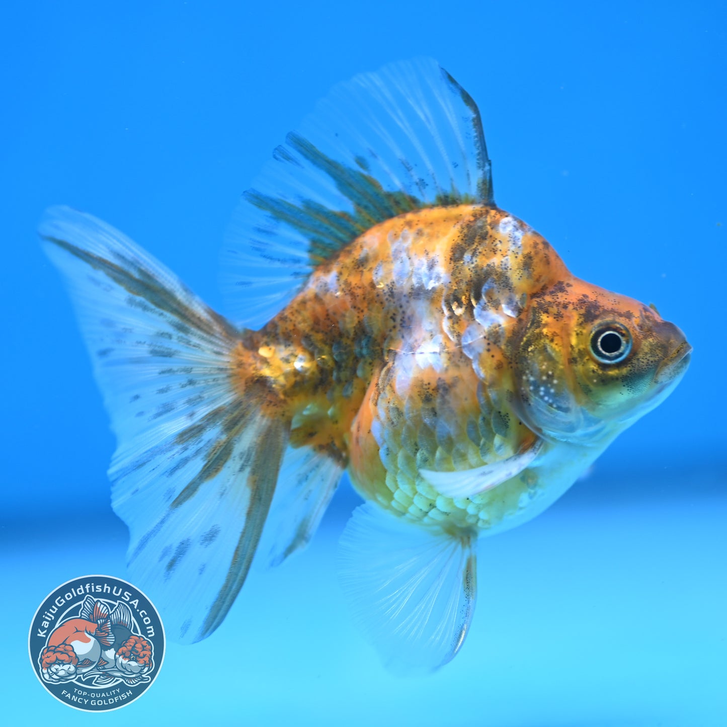 Calico Long Tail Ryukin 3 inches Body (250606_RY08)