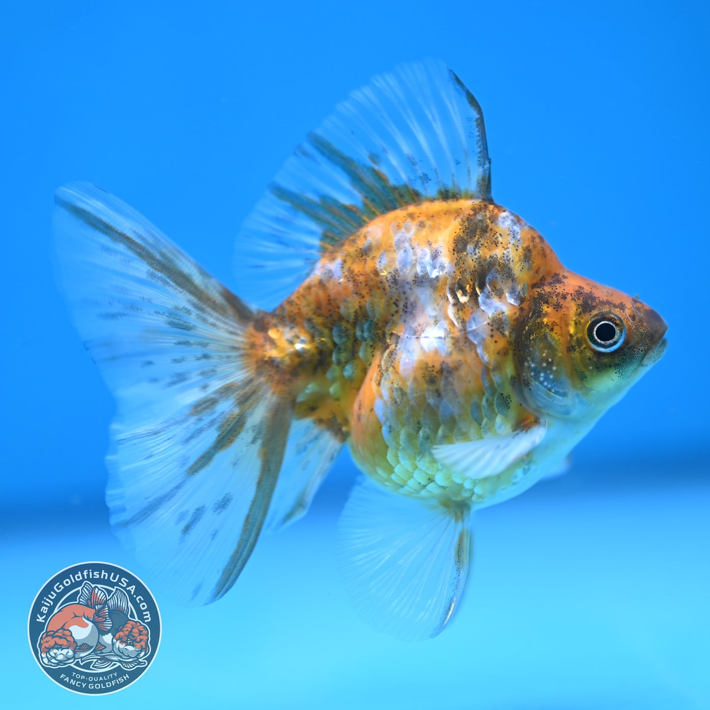 Calico Long Tail Ryukin 3 inches Body (250606_RY08)