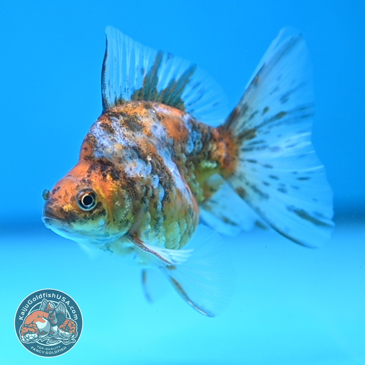 Calico Long Tail Ryukin 3 inches Body (250606_RY08)
