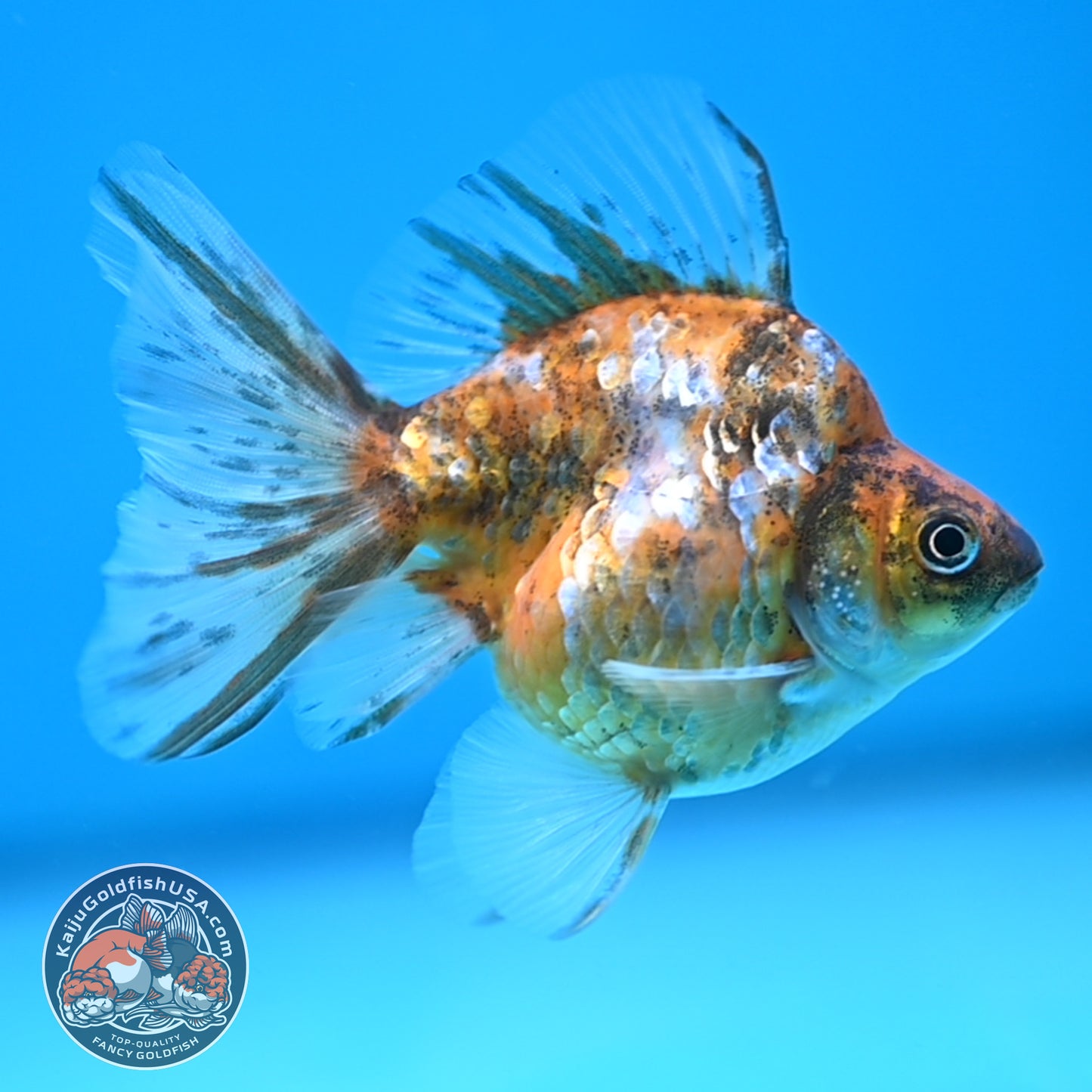 Calico Long Tail Ryukin 3 inches Body (250606_RY08)