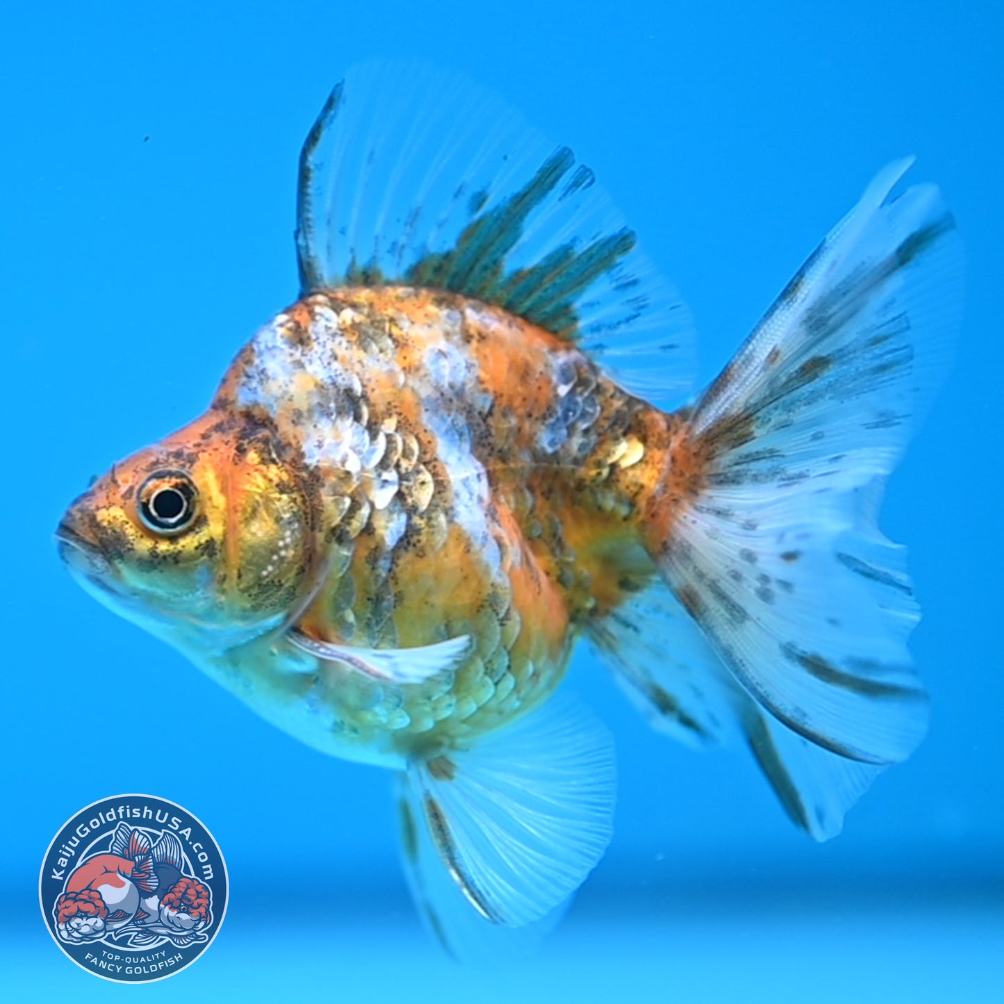 Calico Long Tail Ryukin 3 inches Body (250606_RY08)