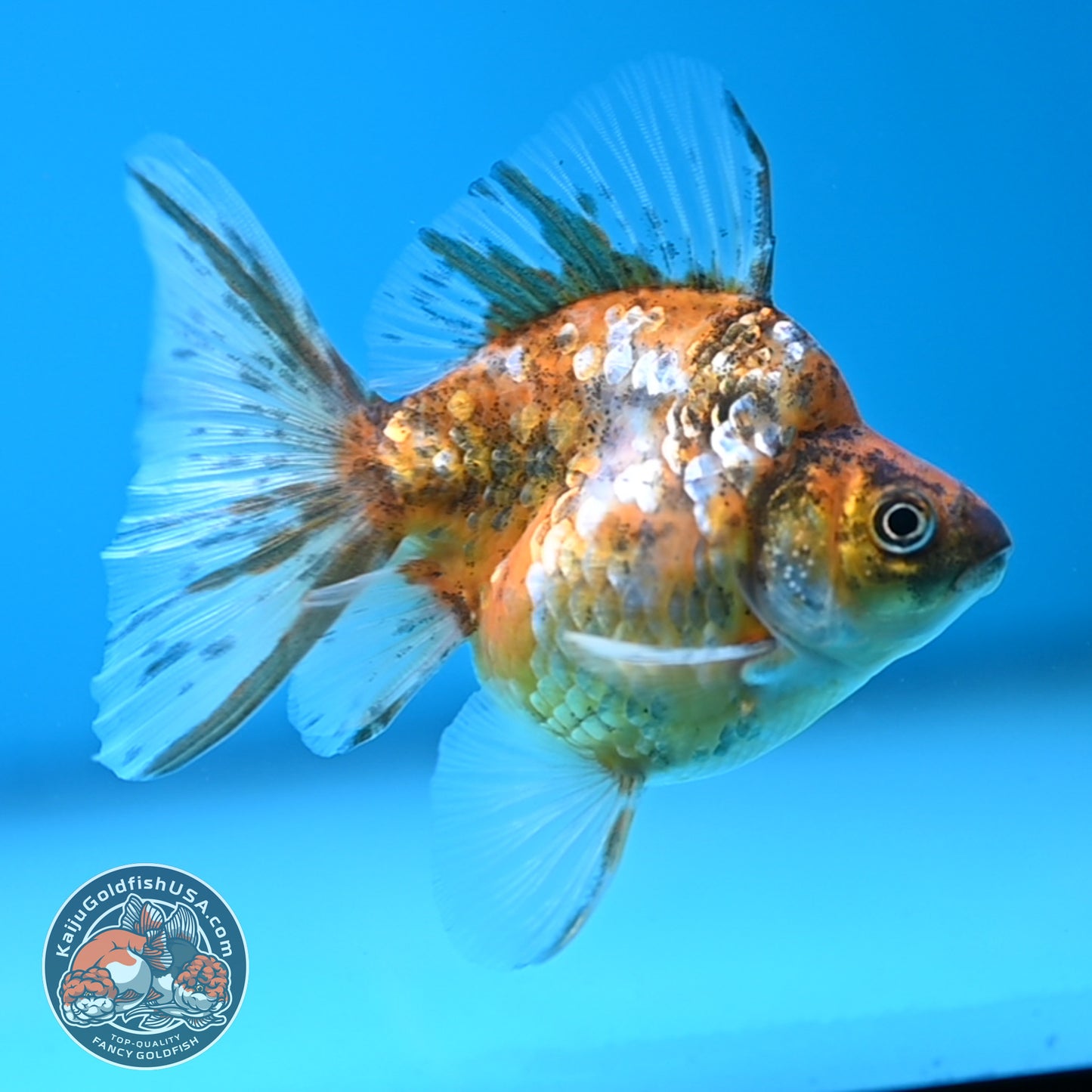 Calico Long Tail Ryukin 3 inches Body (250606_RY08)