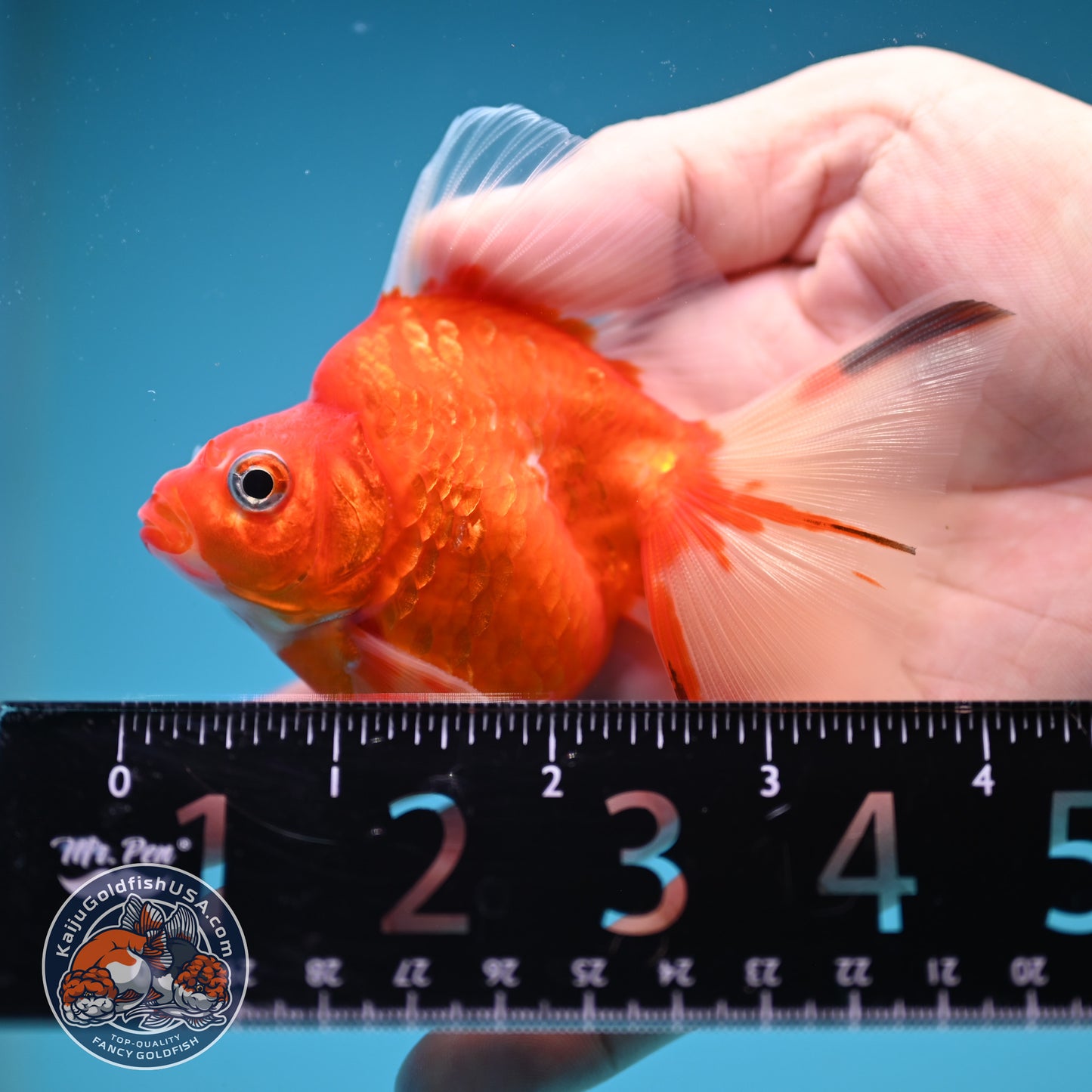 Broad Tail Tricolor Sakura Ryukin 3 inch Body (250822_RY08)