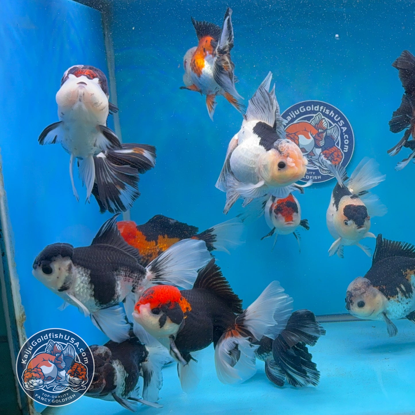 Wholesale - 4 pcs Tricolor/Panda Longtail Oranda 3.5 - 4 inch Body