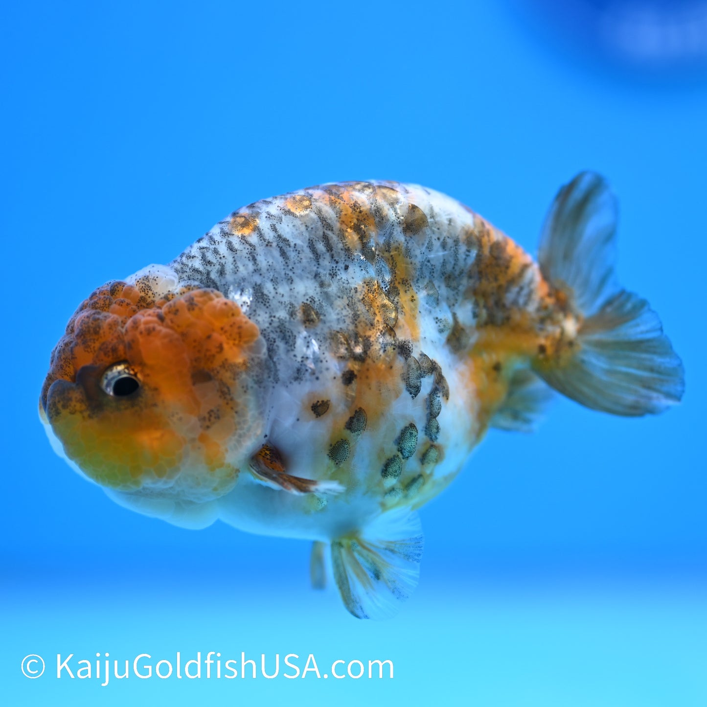 Blue Based Kirin Ranchu 3.5-4 inches (240223_RC08) - Kaiju Goldfish USA