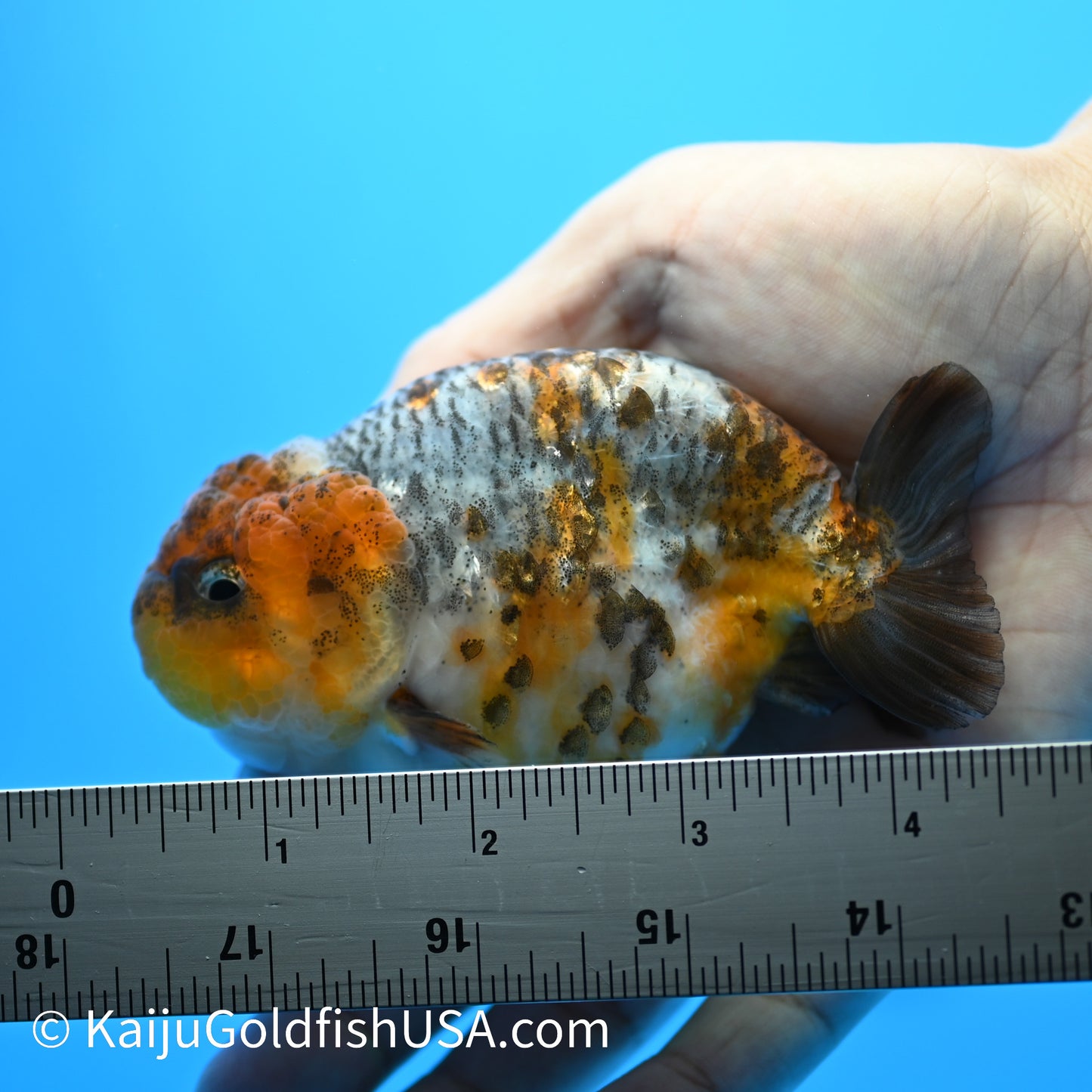 Blue Based Kirin Ranchu 3.5-4 inches (240223_RC08) - Kaiju Goldfish USA