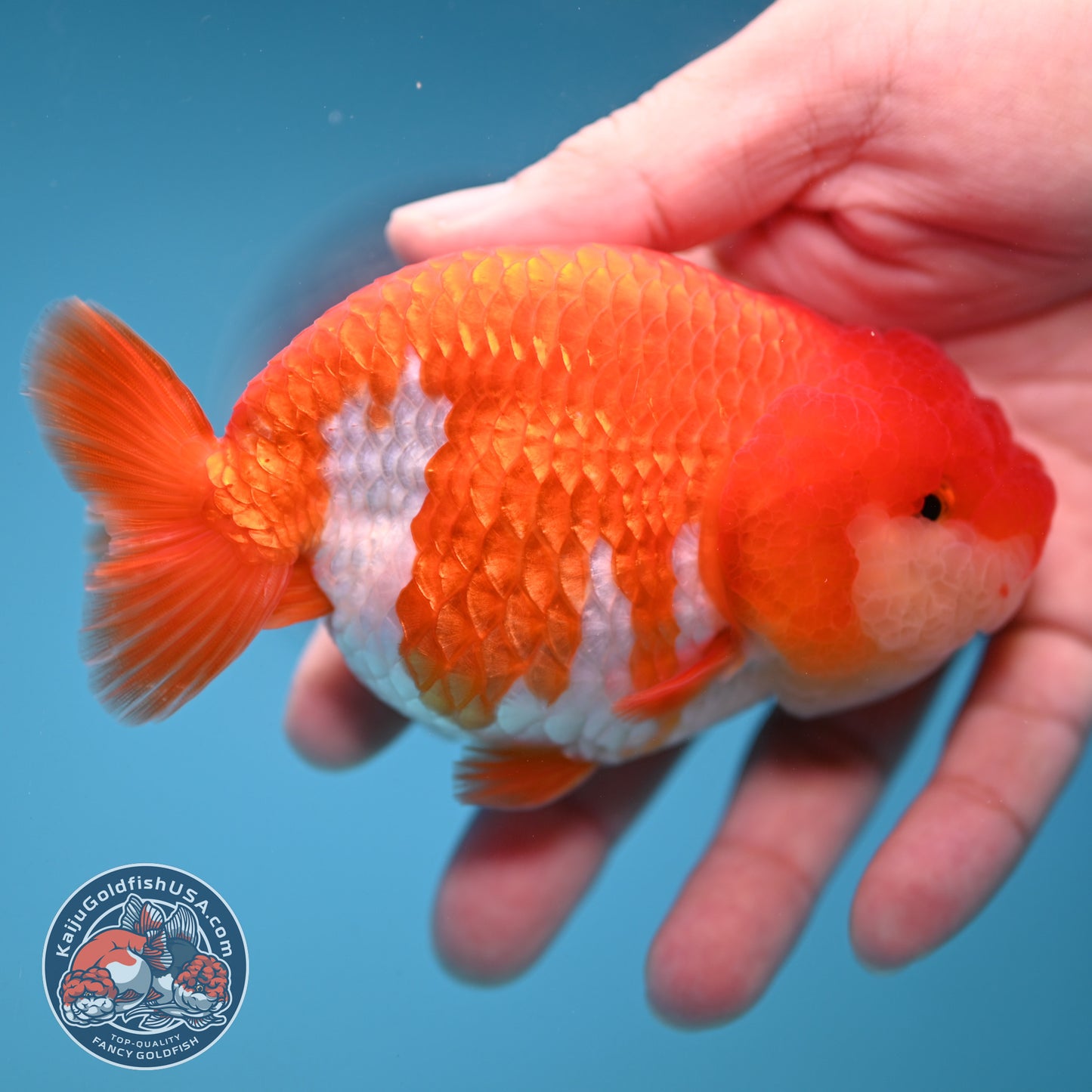 A Grade Red White Buffalo Ranchu 4 inch Body (251205_RC04)