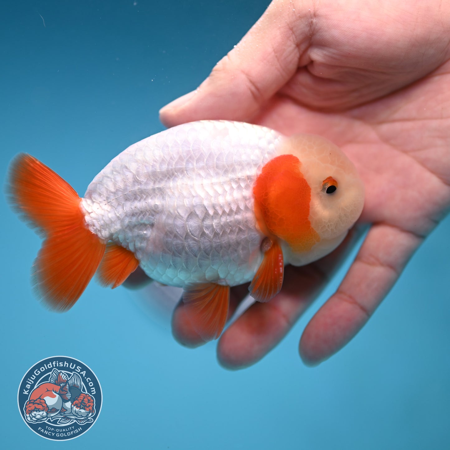 A Grade Red White Buffalo Ranchu inch Body (251219_RC03)