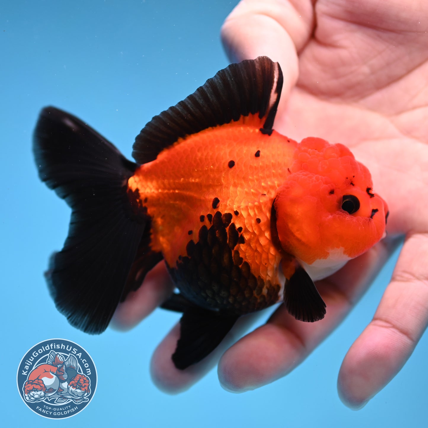 Apache Oranda 3 inch Body (260109_OR06)