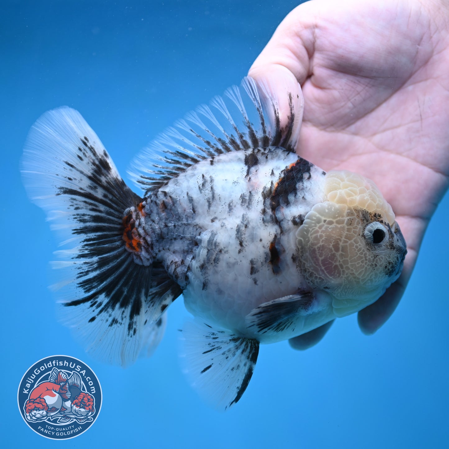 Big White Tiger Rose Tail Oranda 4.5 inch Body (260116_OR05)