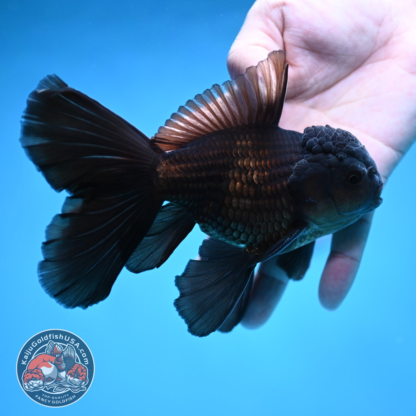 Black Orchid Tail Oranda 4 inch Body (260109_OR24)