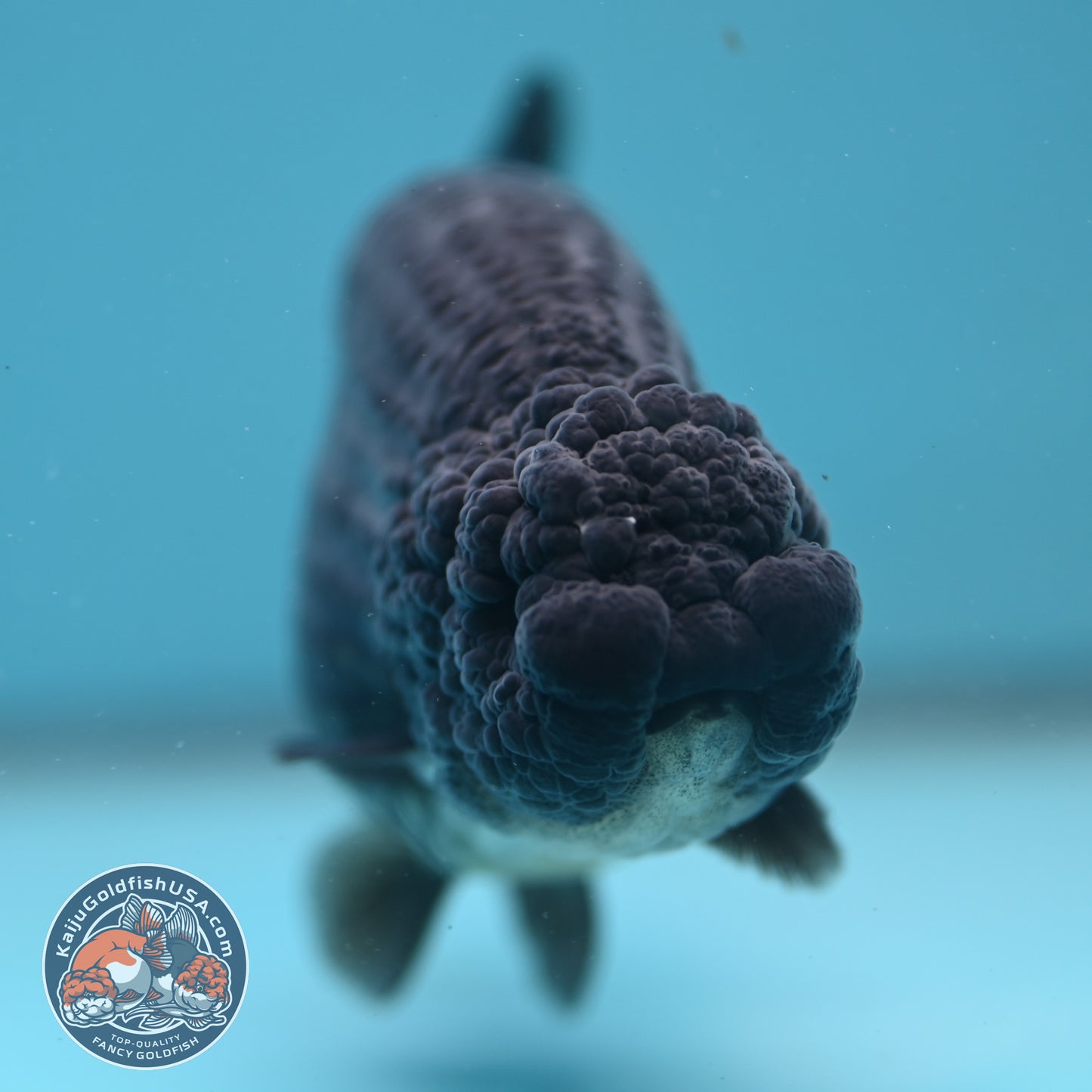 Black Ranchu 4.5 inch Body (251024_RC02)