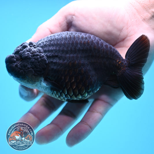 Black Ranchu 4.5 inch Body (251024_RC02)