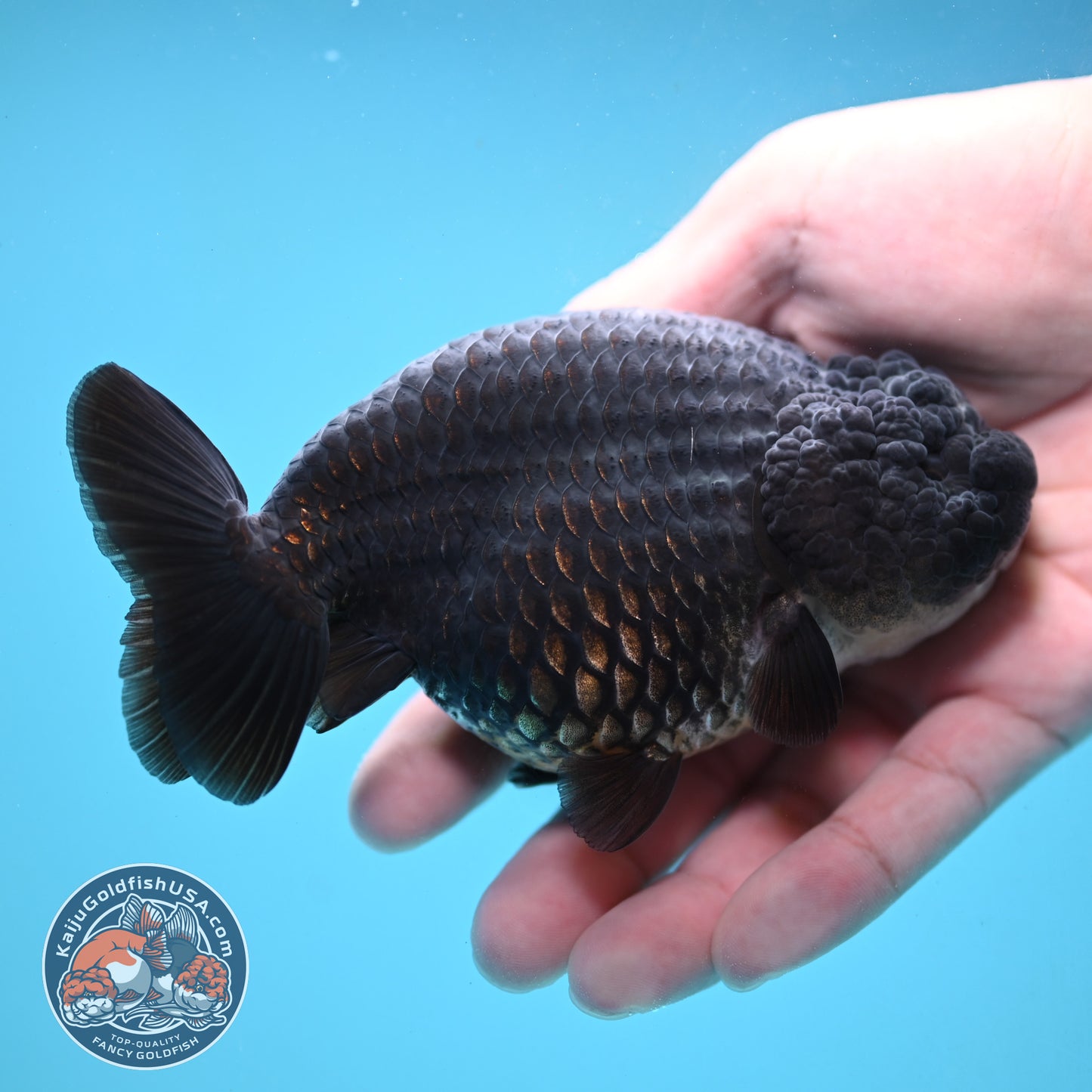 Black Ranchu 4.5 inch Body (251024_RC02)