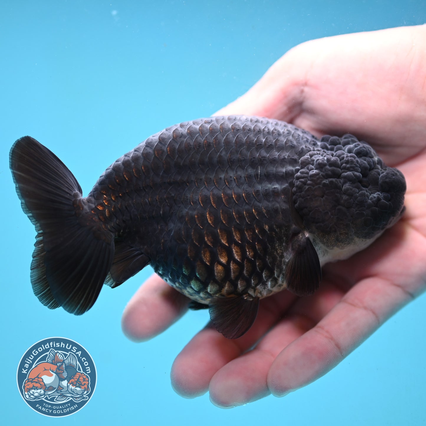 Black Ranchu 4.5 inch Body (251024_RC02)