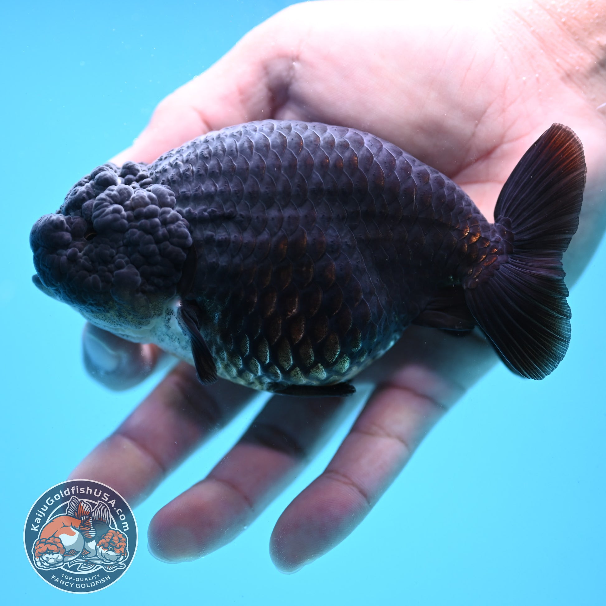 Black Ranchu 4.5 inch Body (251024_RC02)