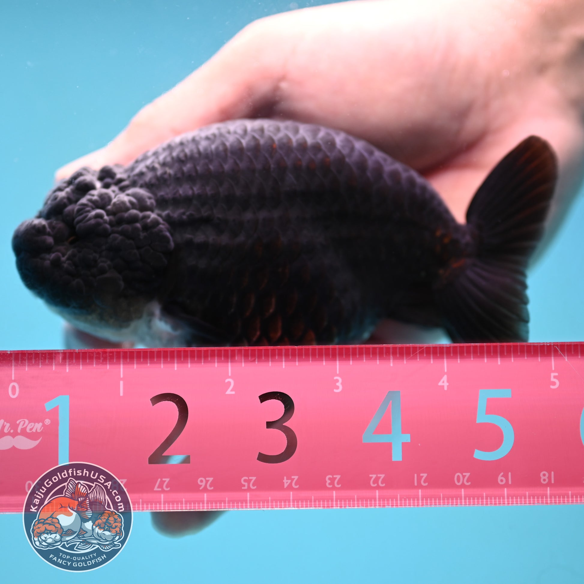 Black Ranchu 4.5 inch Body (251024_RC02)