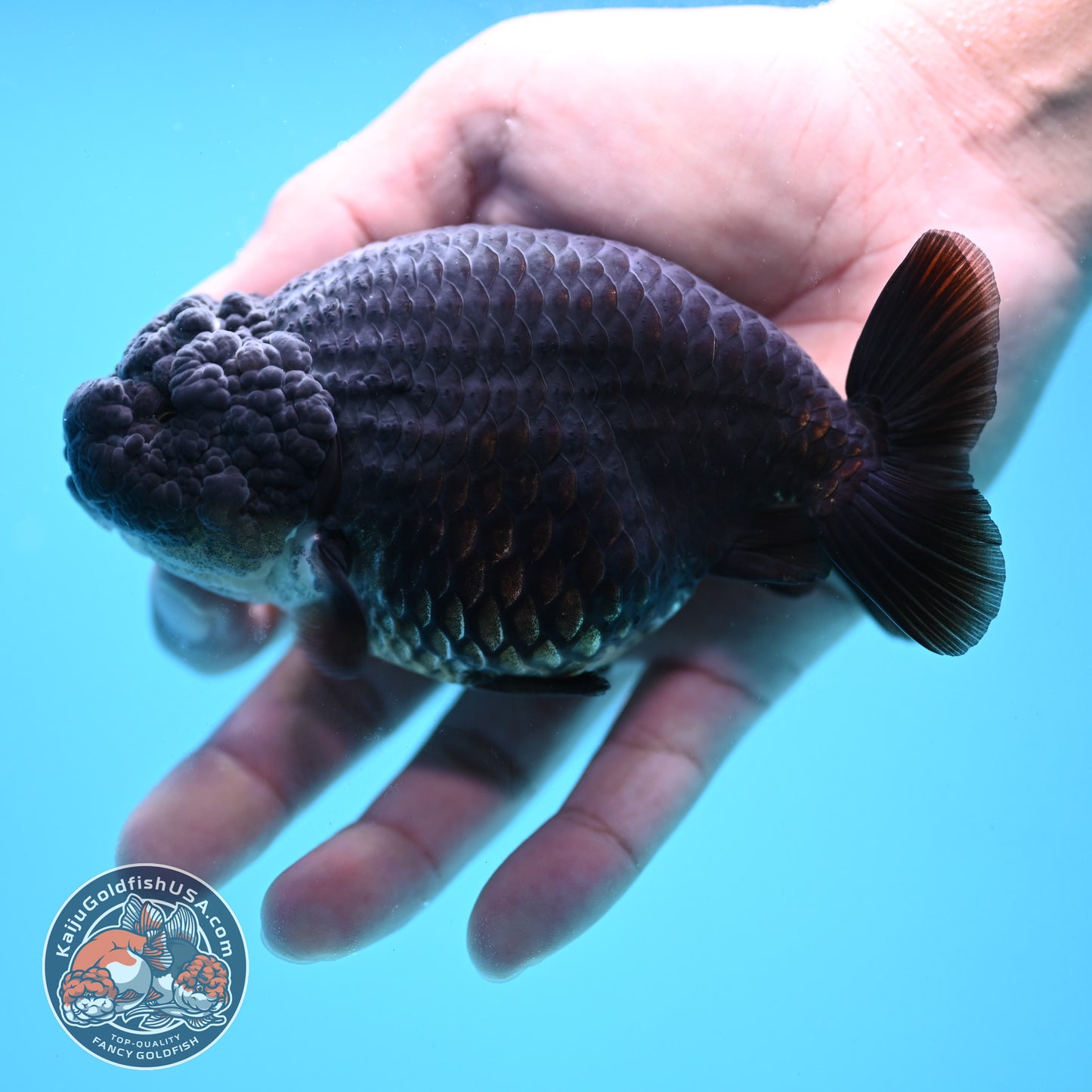 Black Ranchu 4.5 inch Body (251024_RC02)