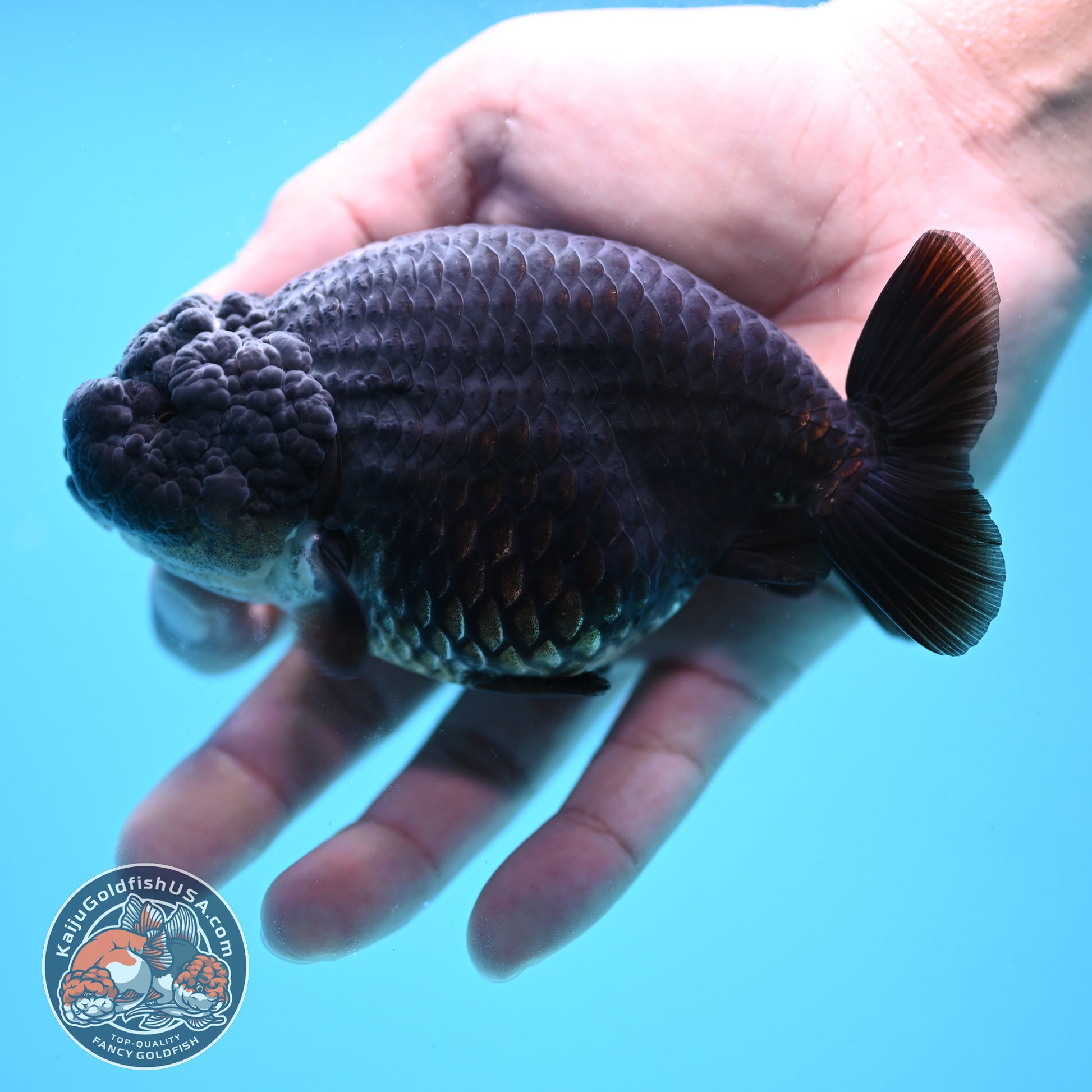 Black Ranchu 4.5 inch Body (251024_RC02)