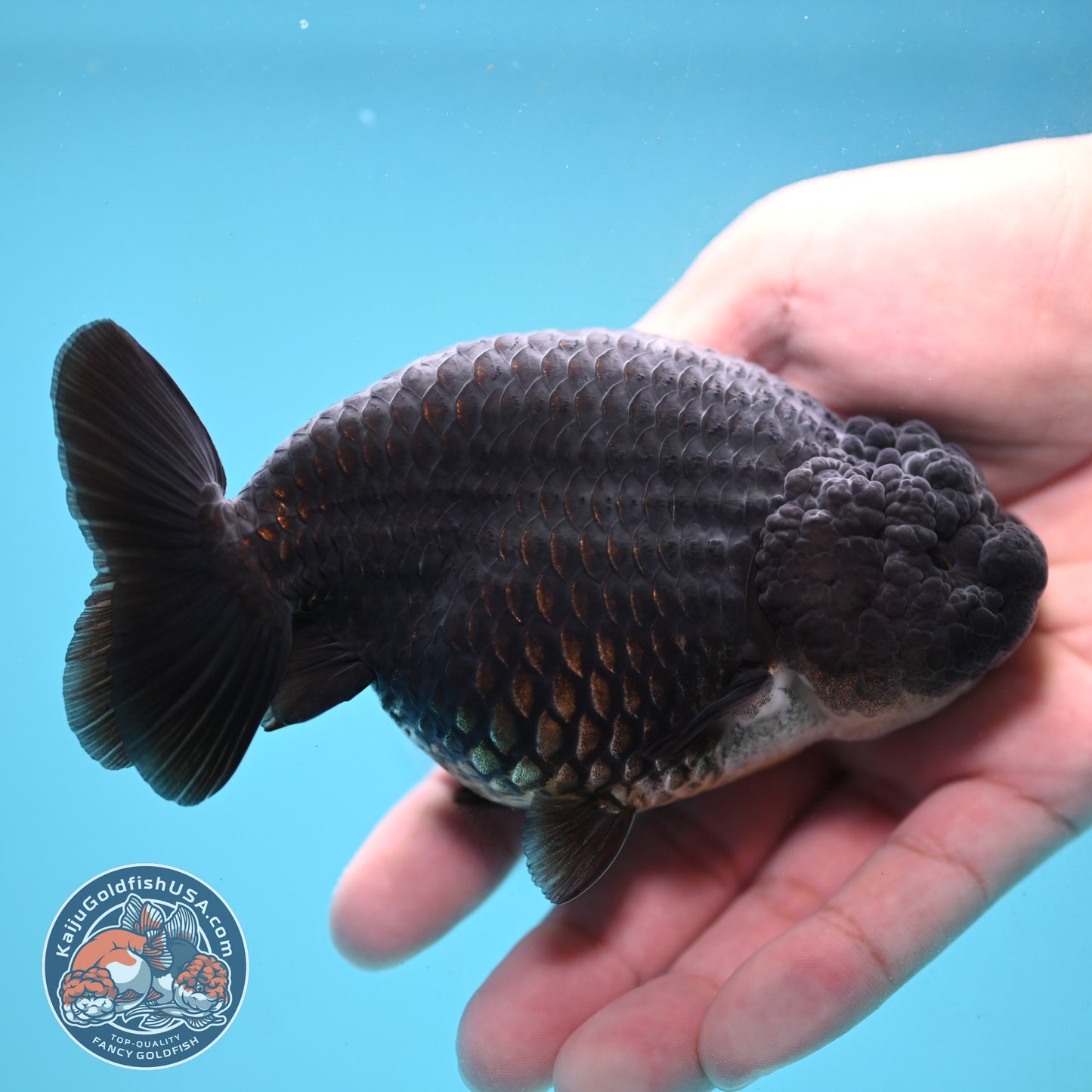 Black Ranchu 4.5 inch Body (251024_RC02)