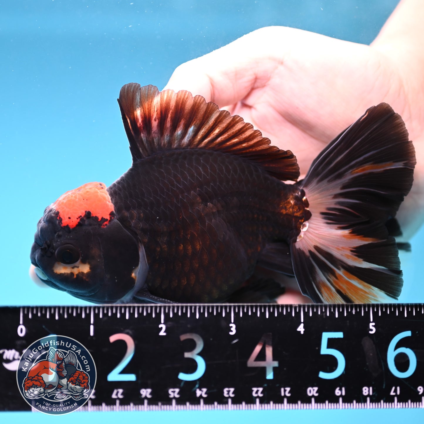 Black Tancho Butterfly Tail Oranda 4 inch Body (251121_OR16)