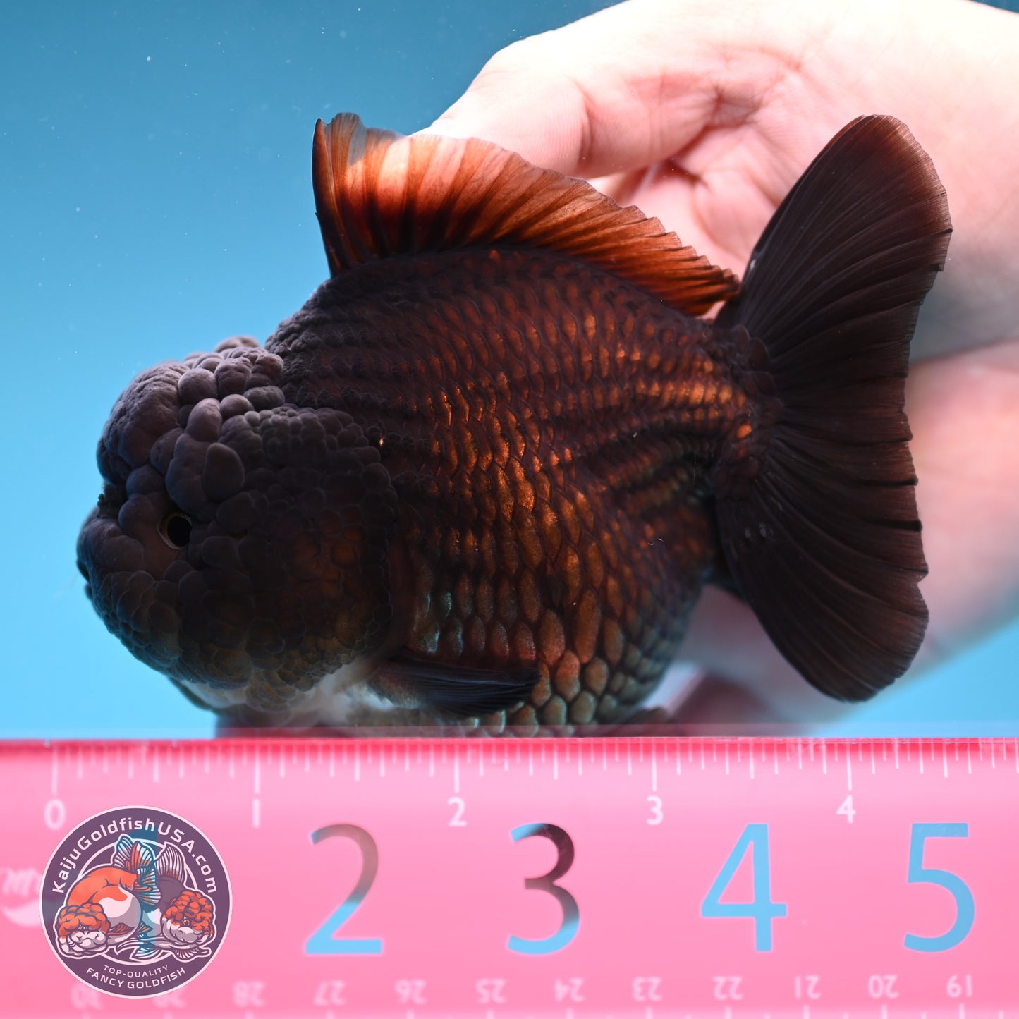 Black YuanBao Oranda 3.5 inch Body (251114_OR09)