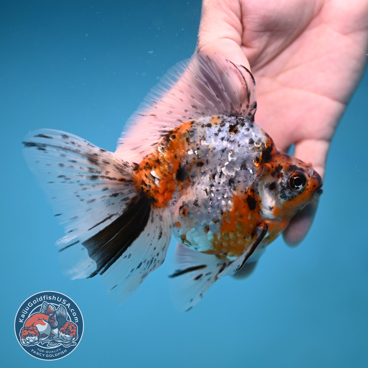 Calico Broad Tail Ryukin 3.6 inch Body (251219_RY03)