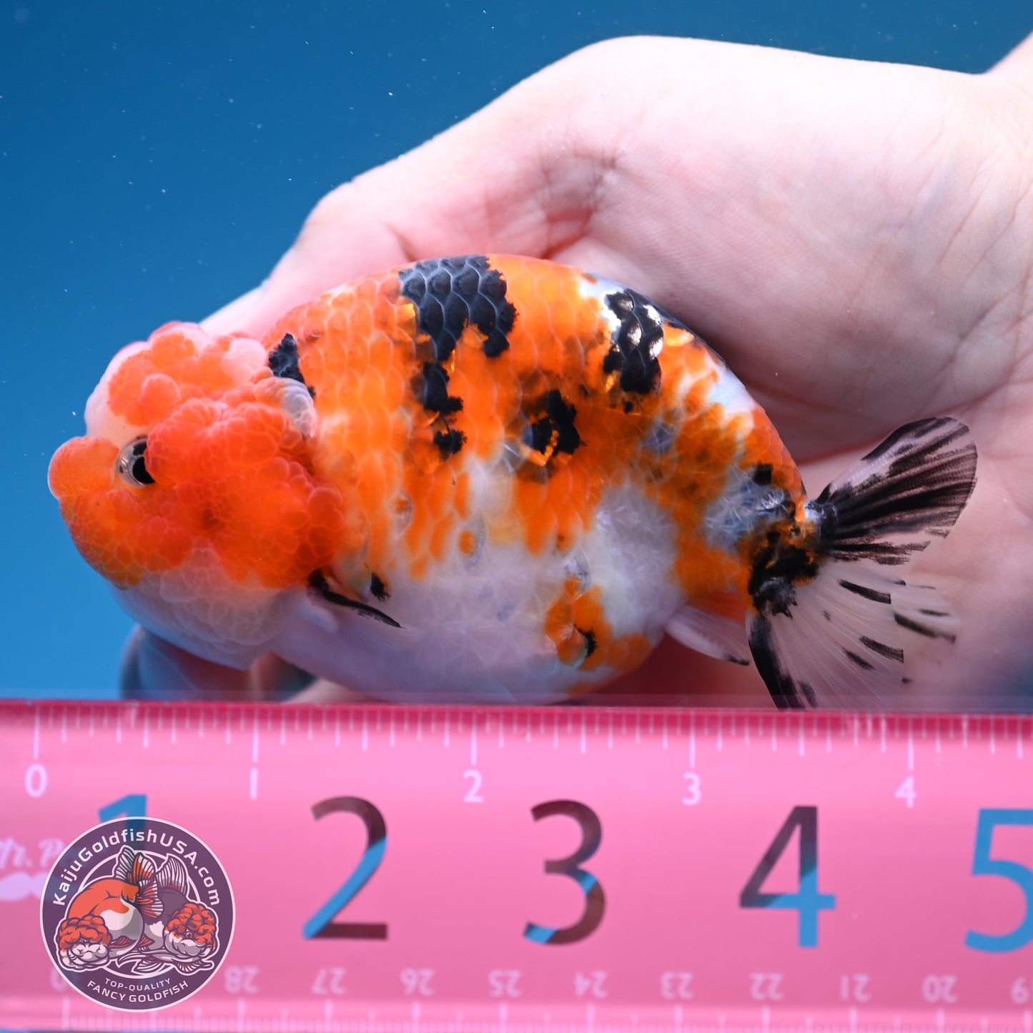 Calico Ranchu 3.5 inch Body (251107_RC04)
