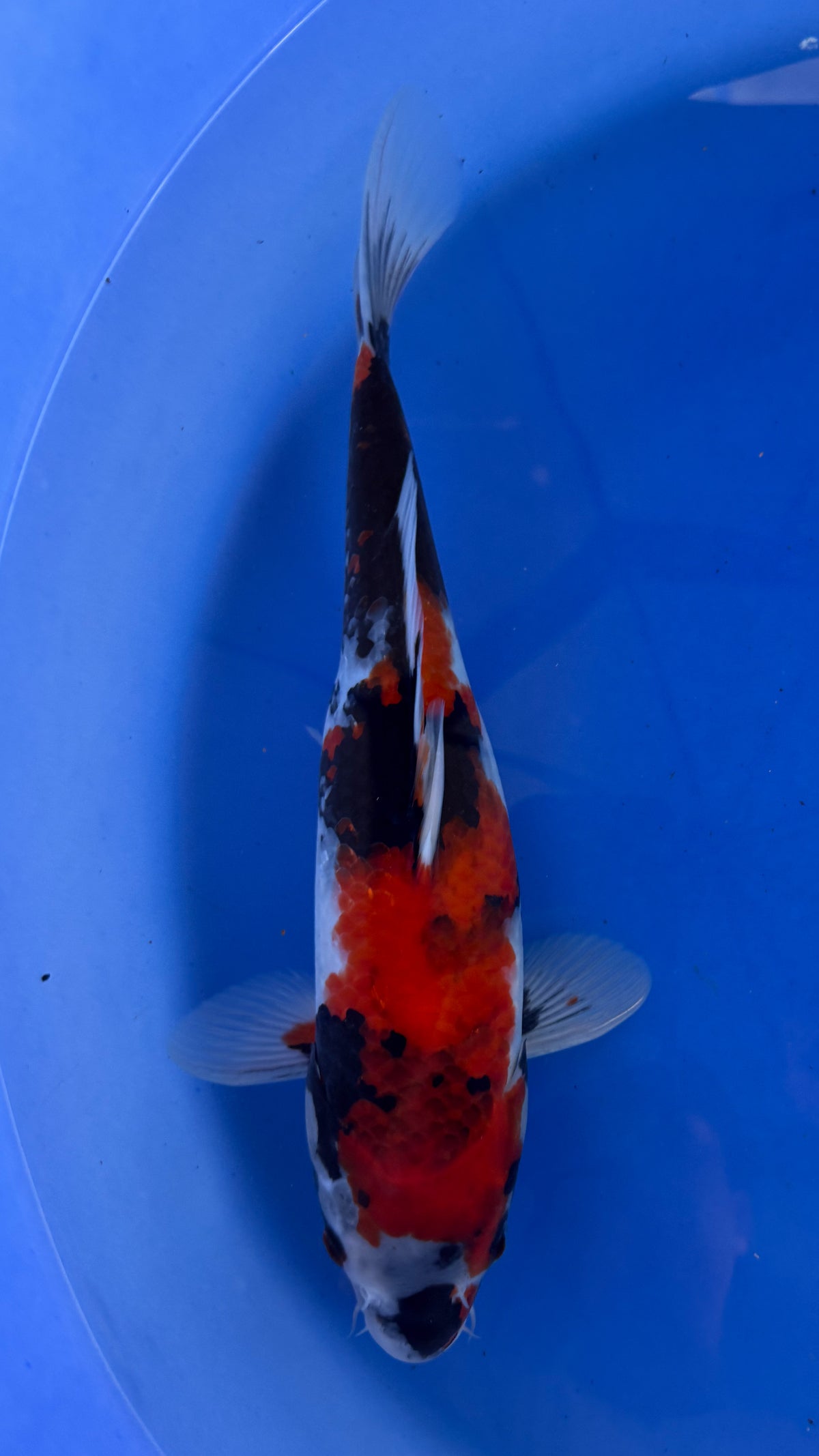 Dainichi Showa 16 inches (261022_KOI20)