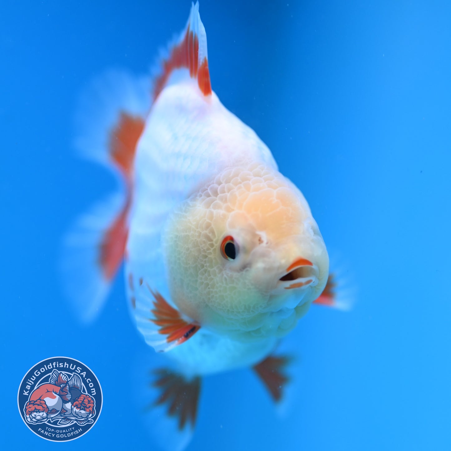 Deer Spot Red White Oranda 3 inch Body (251024_OR05)