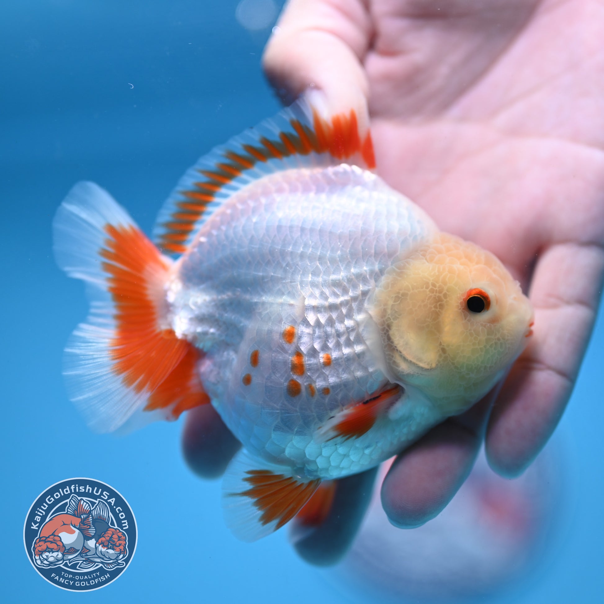 Deer Spot Red White Oranda 3 inch Body (251024_OR05)