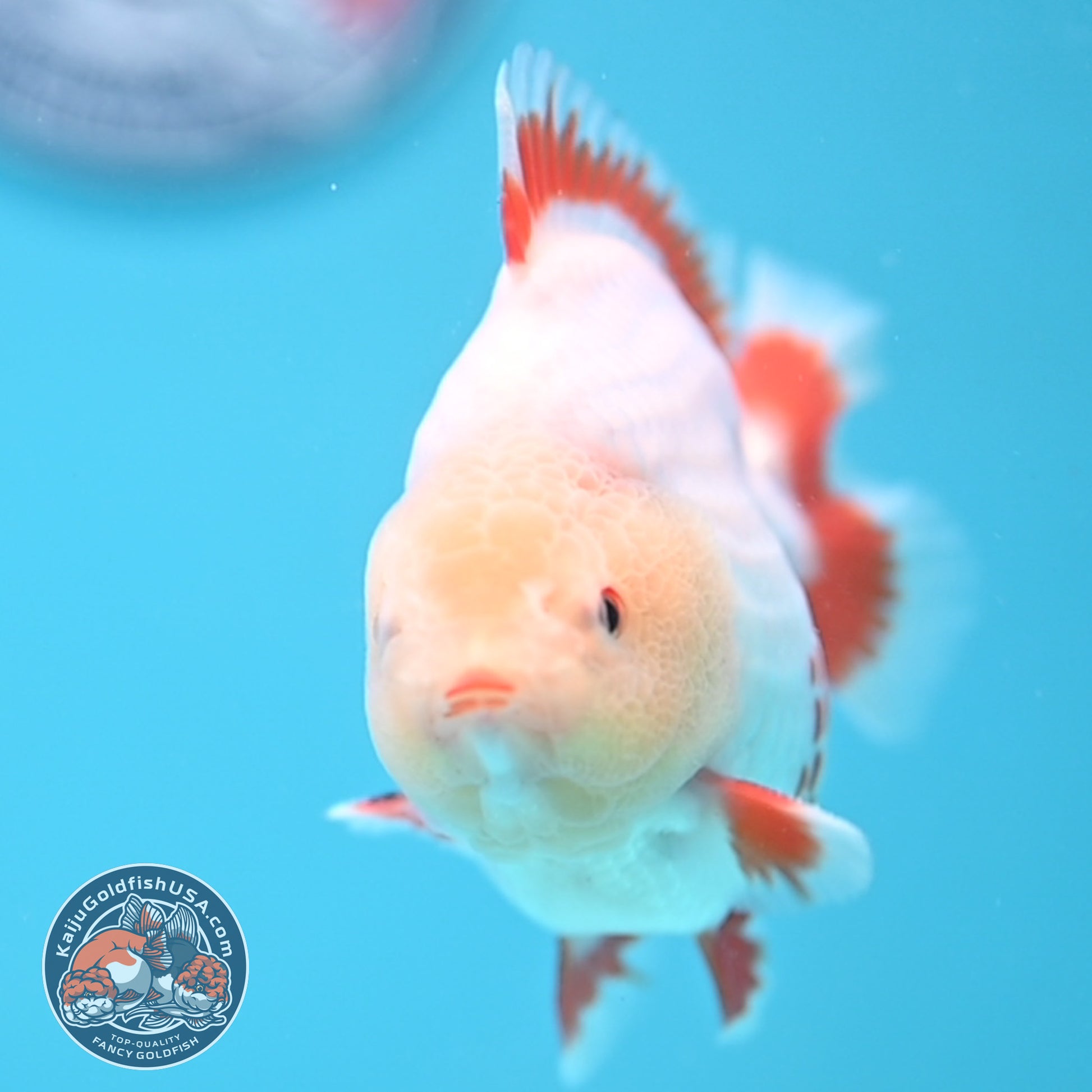 Deer Spot Red White Oranda 3 inch Body (251024_OR05)