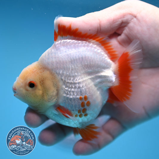 Deer Spot Red White Oranda 3 inch Body (251024_OR05)
