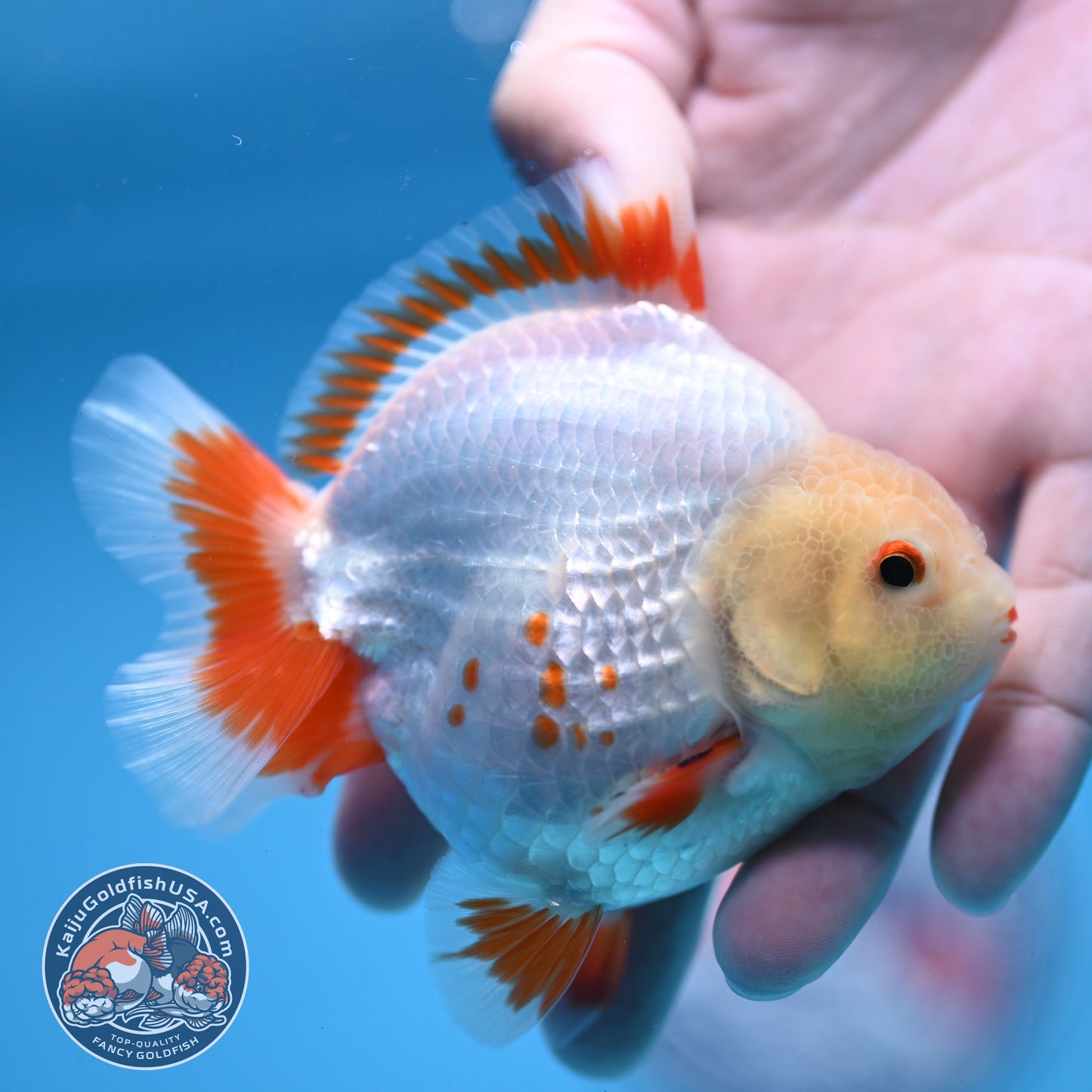 Deer Spot Red White Oranda 3 inch Body (251024_OR05)