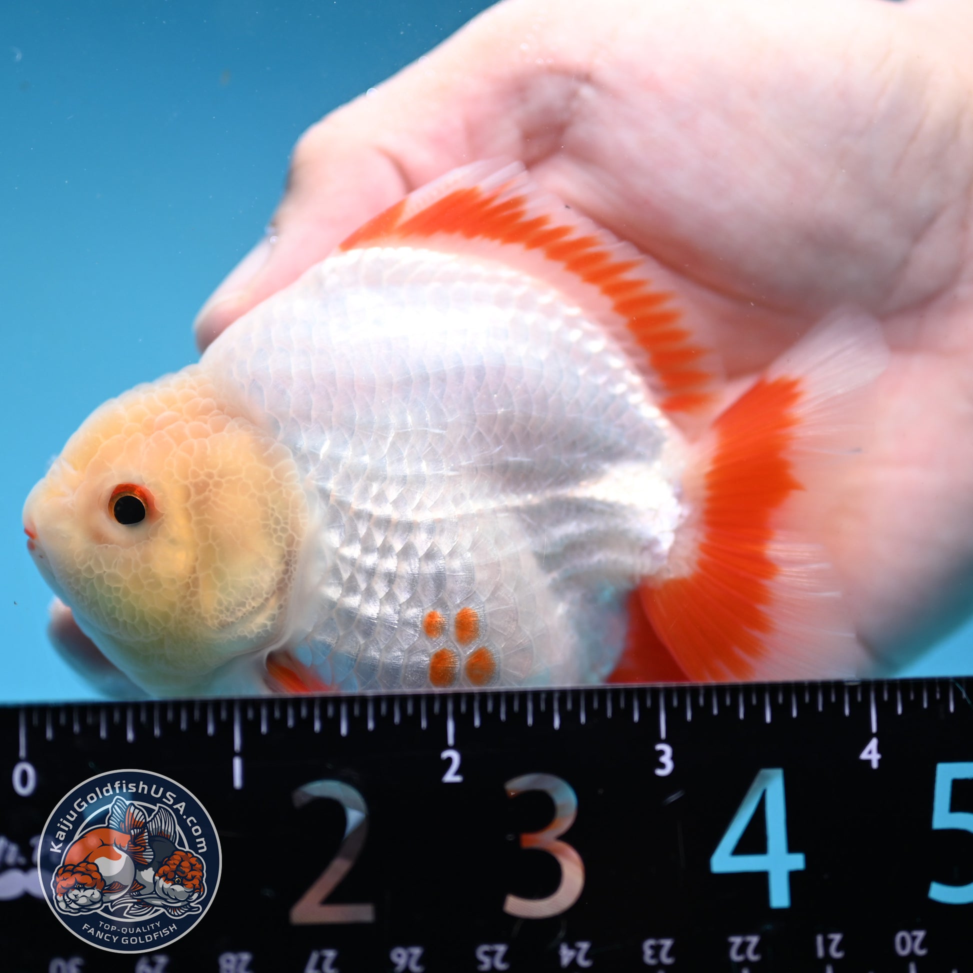 Deer Spot Red White Oranda 3 inch Body (251024_OR05)