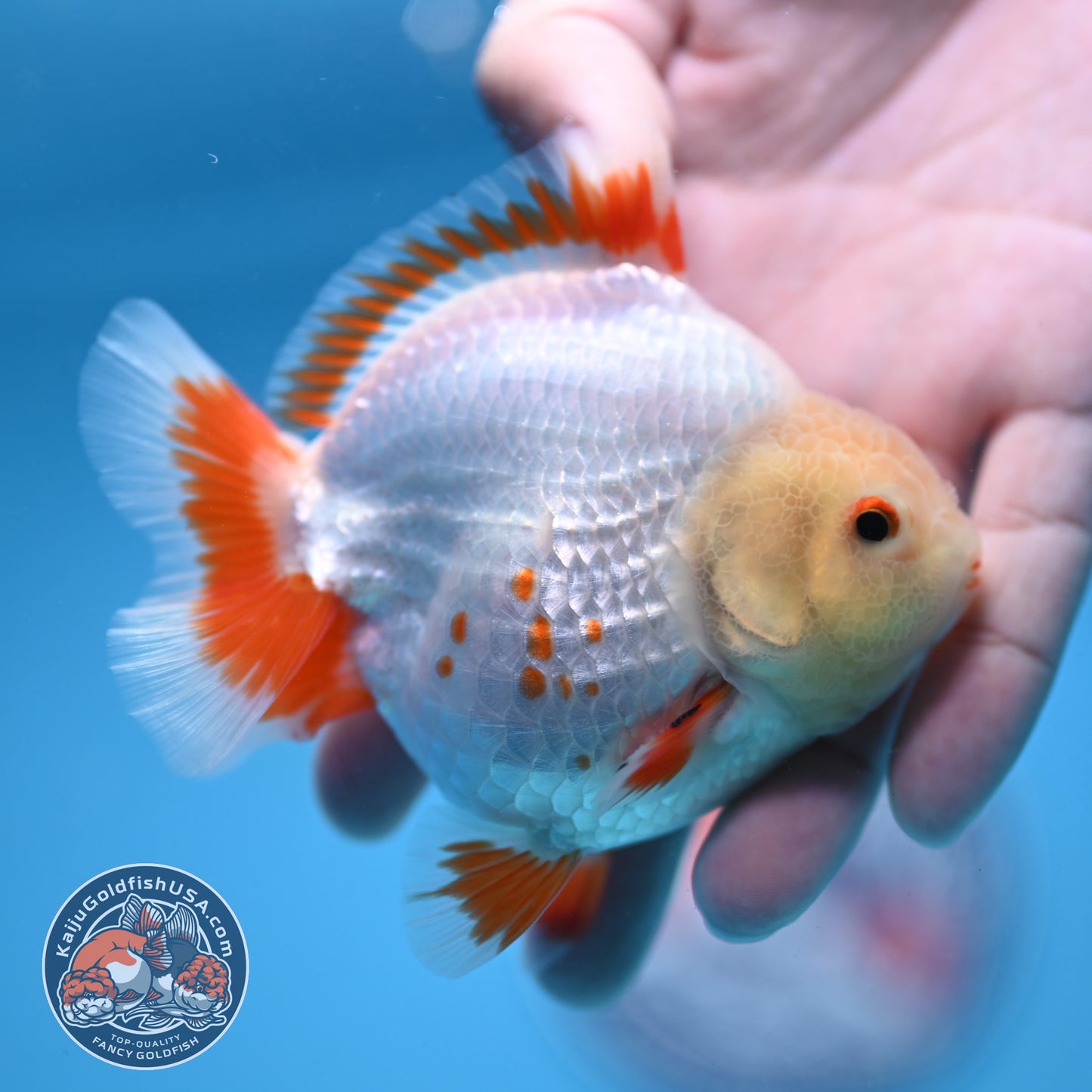 Deer Spot Red White Oranda 3 inch Body (251024_OR05)