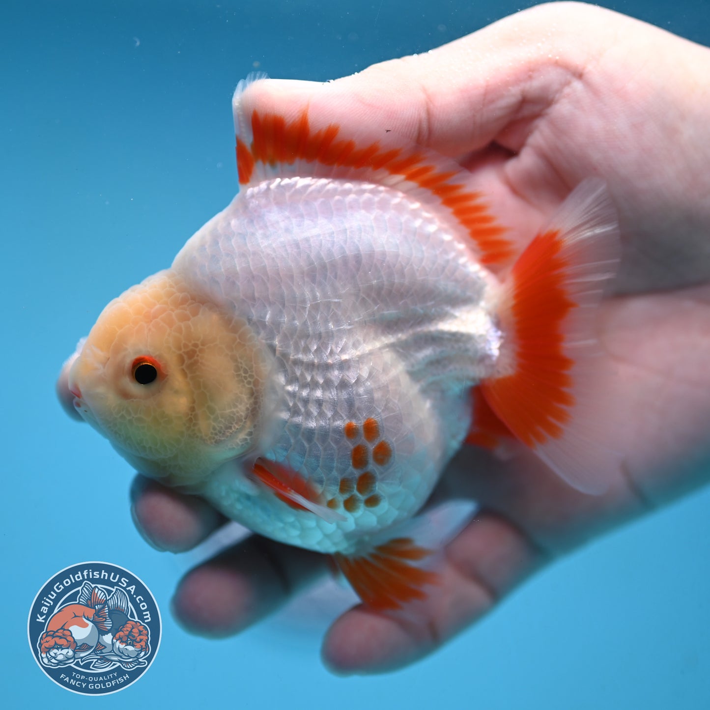 Deer Spot Red White Oranda 3 inch Body (251024_OR05)